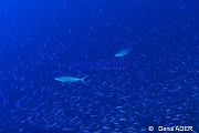 Pterocaesio tile-Elagatis bipinnulata rainbow runner Au large Batuata Island-17m-20180603-Denis-ADER-DSC_3630_tn